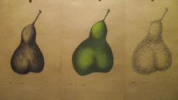 A Pear, Triptych, charcoal, pastel & pen A Pear, Triptych, charcoal, pastel & pen
